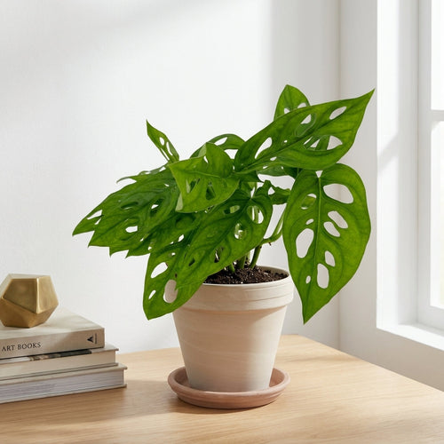 מונסטרה אדנסוניי