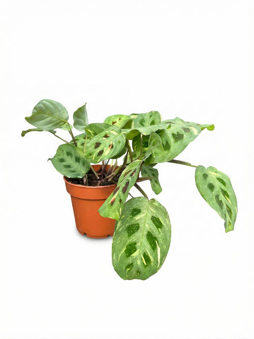 מונטה ירוקה מגוונת | בינוני-1-nan.png.png