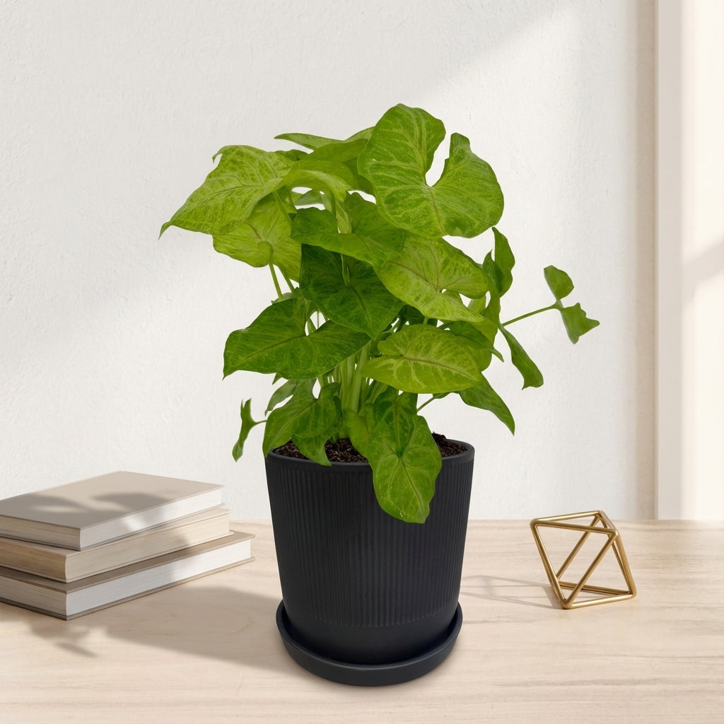 סינגוניום גולדן