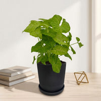 כד פסים שחור קוטר 13 + תחתית