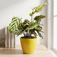 כד קרמיקה חלק צהוב קוטר 13