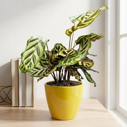 קלתאה מקויאנה עציץ 12