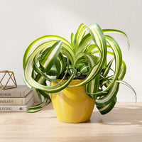 כד קרמיקה חלק צהוב קוטר 13