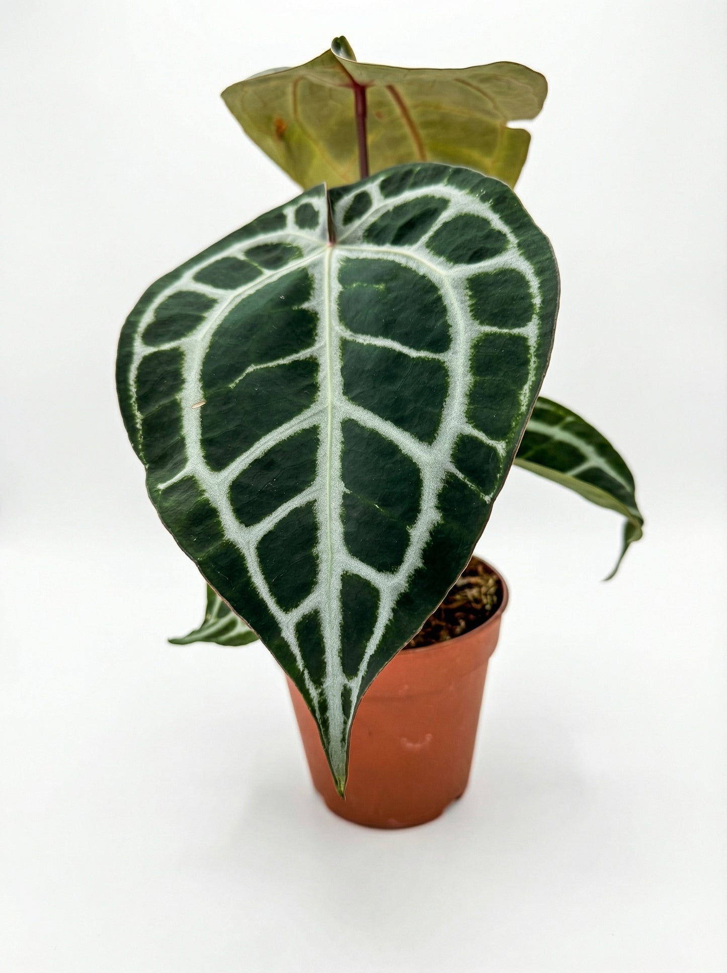 אנטוריום קריס הייבריד | בינוני-1-nan.png.png