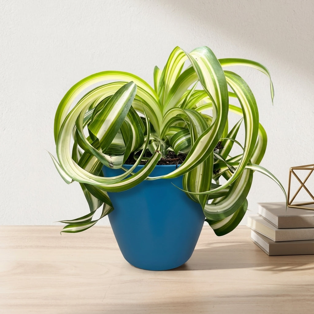 ירקה עציץ 12