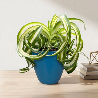 ירקה עציץ 12