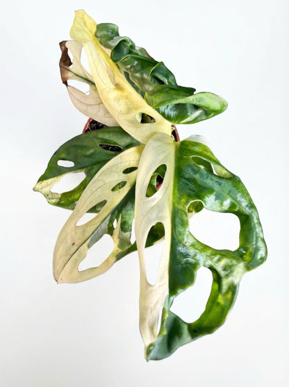 מונסטרה אדסוניי מגוונת | בייבי-3-nan.png.png