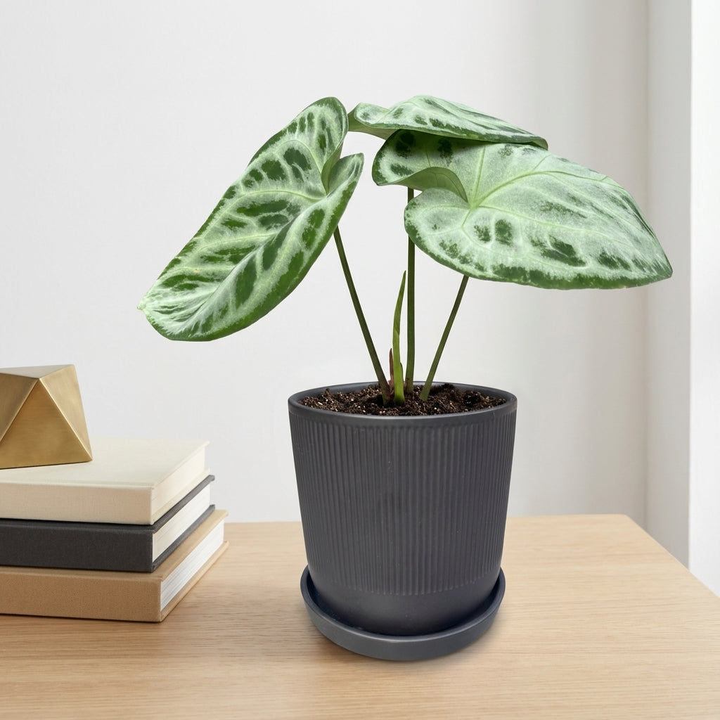 אנטוריום סופר סילבר קוטר 12