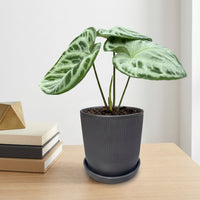 כד פסים שחור קוטר 13 + תחתית