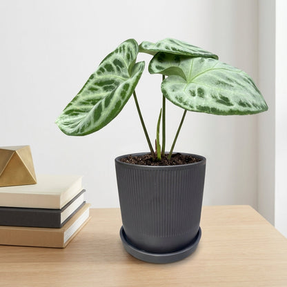 אנטוריום סופר סילבר קוטר 12