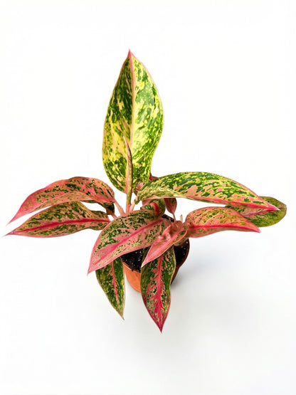 אגלונמה אדום/ירוק | בינוני-2-nan.png.png