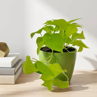 כד קרמיקה חלק ירוק קוטר 13