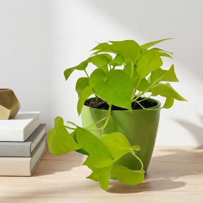 פוטוס נאון עציץ קוטר 12 ס״מ