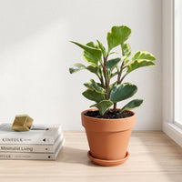 כד טרקוטה חום קוטר 15 + תחתית