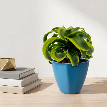 דרצנה טורנדו