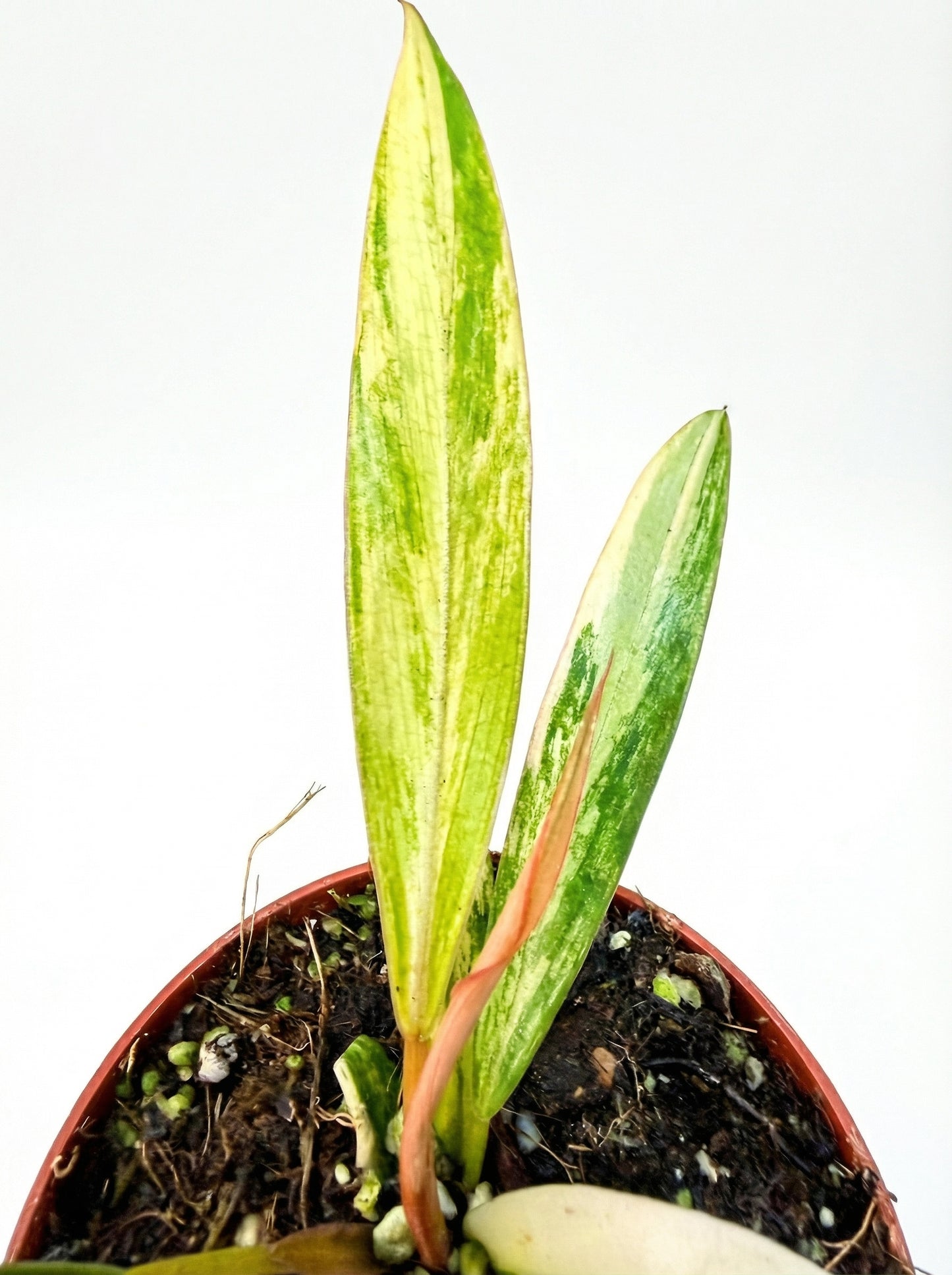 פילודנדרון כרמל מרבל | בייבי מבצע-3-nan.png.png