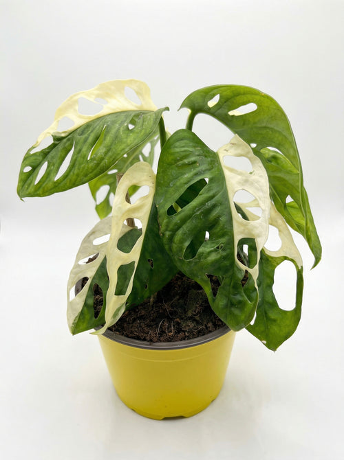 מונסטרה אדסוני מגוונת| בינוני-3-nan.png.png