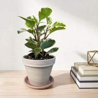 כד טרקוטה בהיר קוטר 16 + תחתית