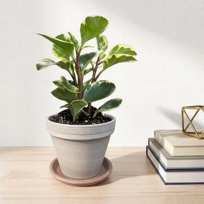 פפרומיה מגניפולה עציץ 12