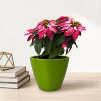 כד קרמיקה חלק ירוק קוטר 13