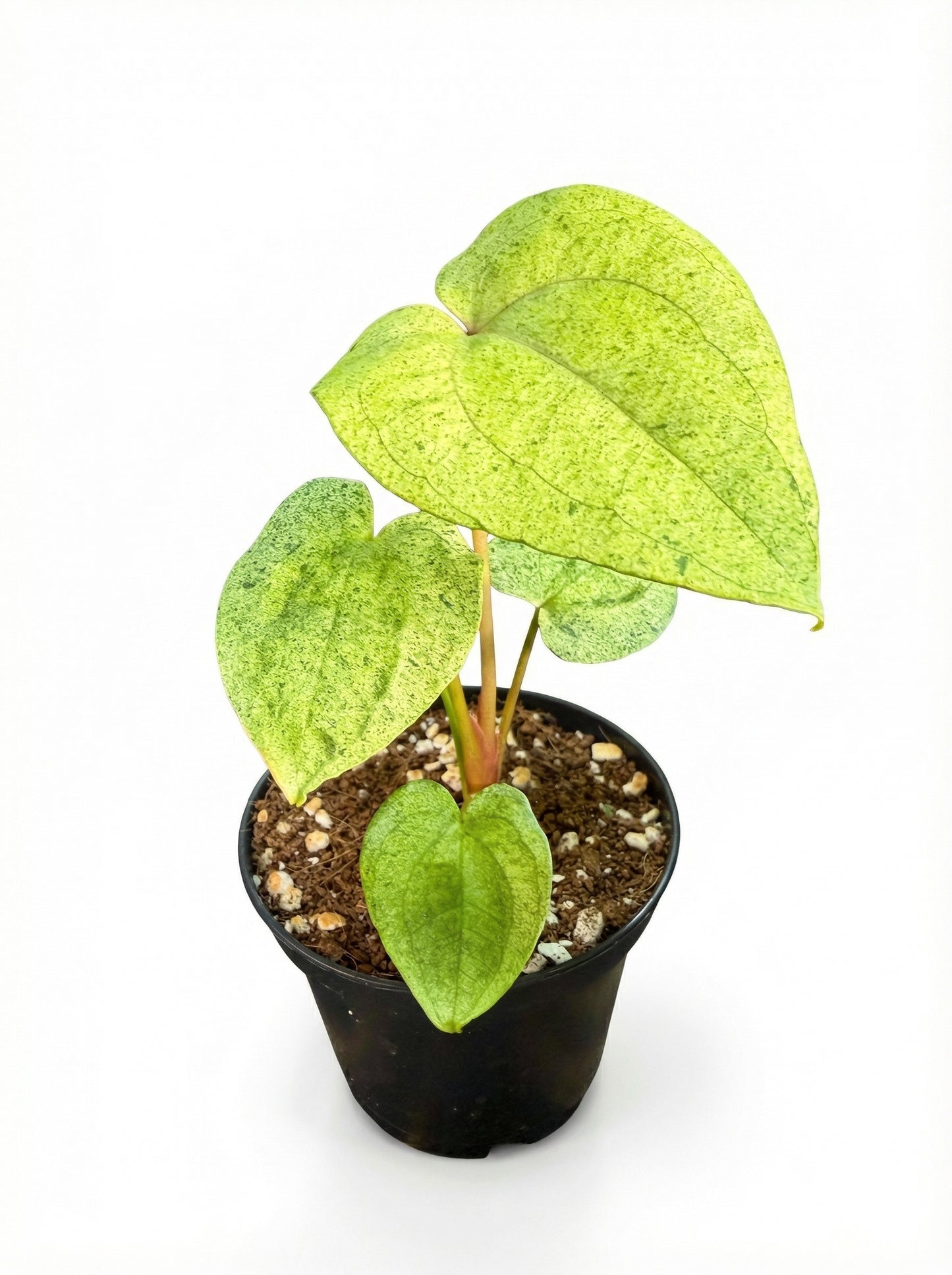 אנטוריום דארק פניקס | בייבי מבצע-1-nan.png.png