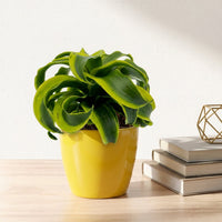 כד קרמיקה חלק צהוב קוטר 13