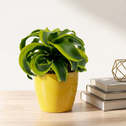 דרצנה טורנדו