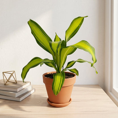 דרצנה מסינגה