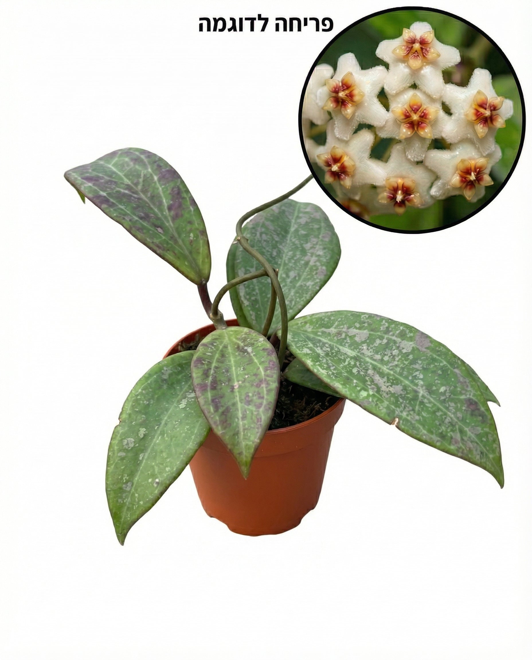 הויה וויברגיאה | בייבי מבצע-1-nan.png.png