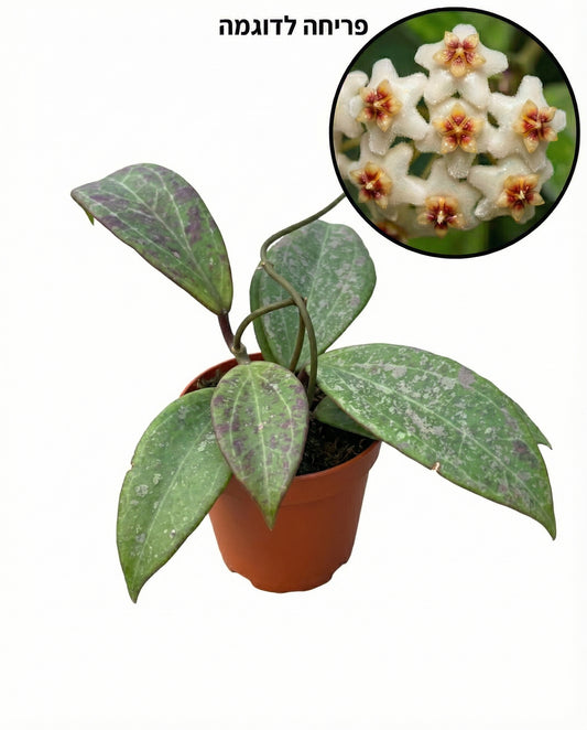 הויה וויברגיאה | בייבי מבצע-1-nan.png.png