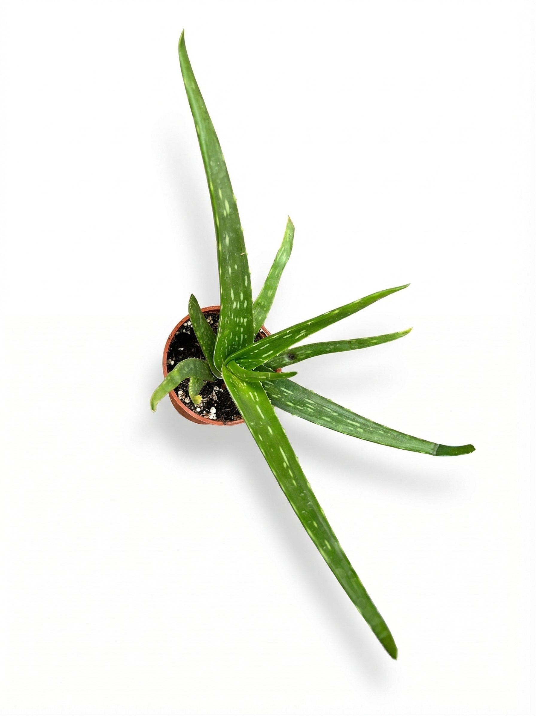 אלוורה | בינוני-2-nan.png.png