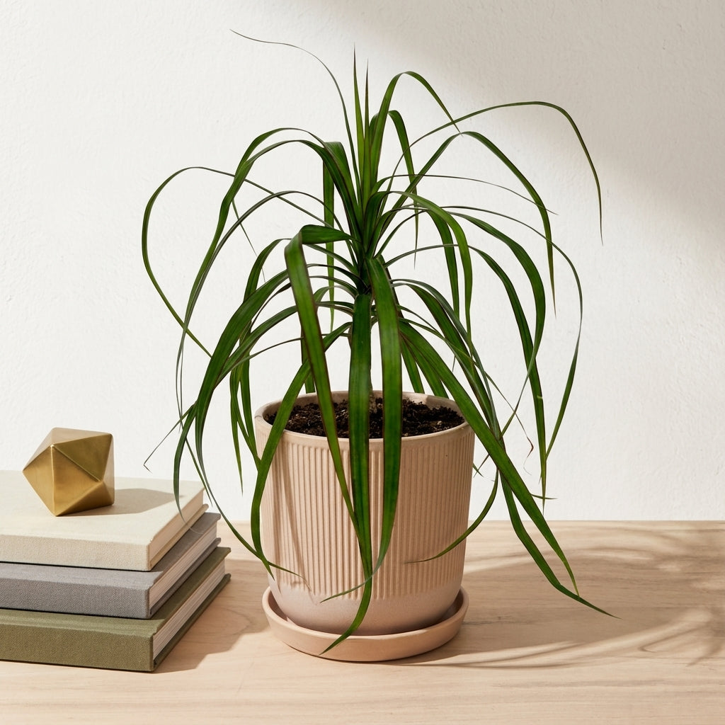 דרצנה מרגינטה