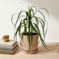 כד פסים שמנת קוטר 13 + תחתית