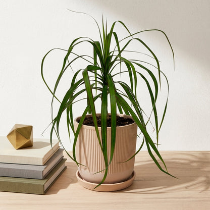 דרצנה מרגינטה