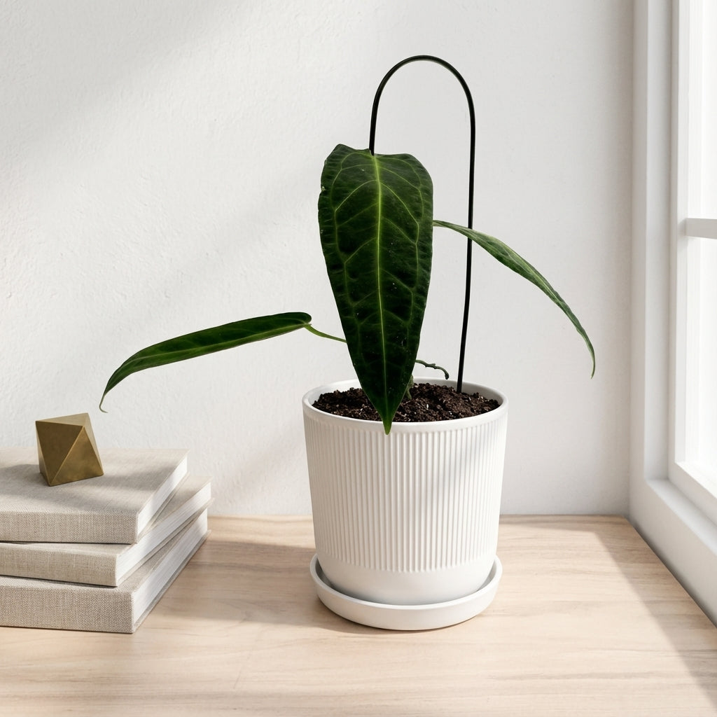 אנטוריום וורקואנום