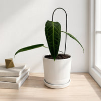 כד פסים לבן קוטר 13 + תחתית