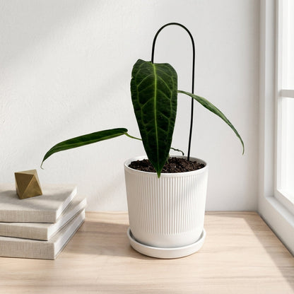 אנטוריום וורקואנום