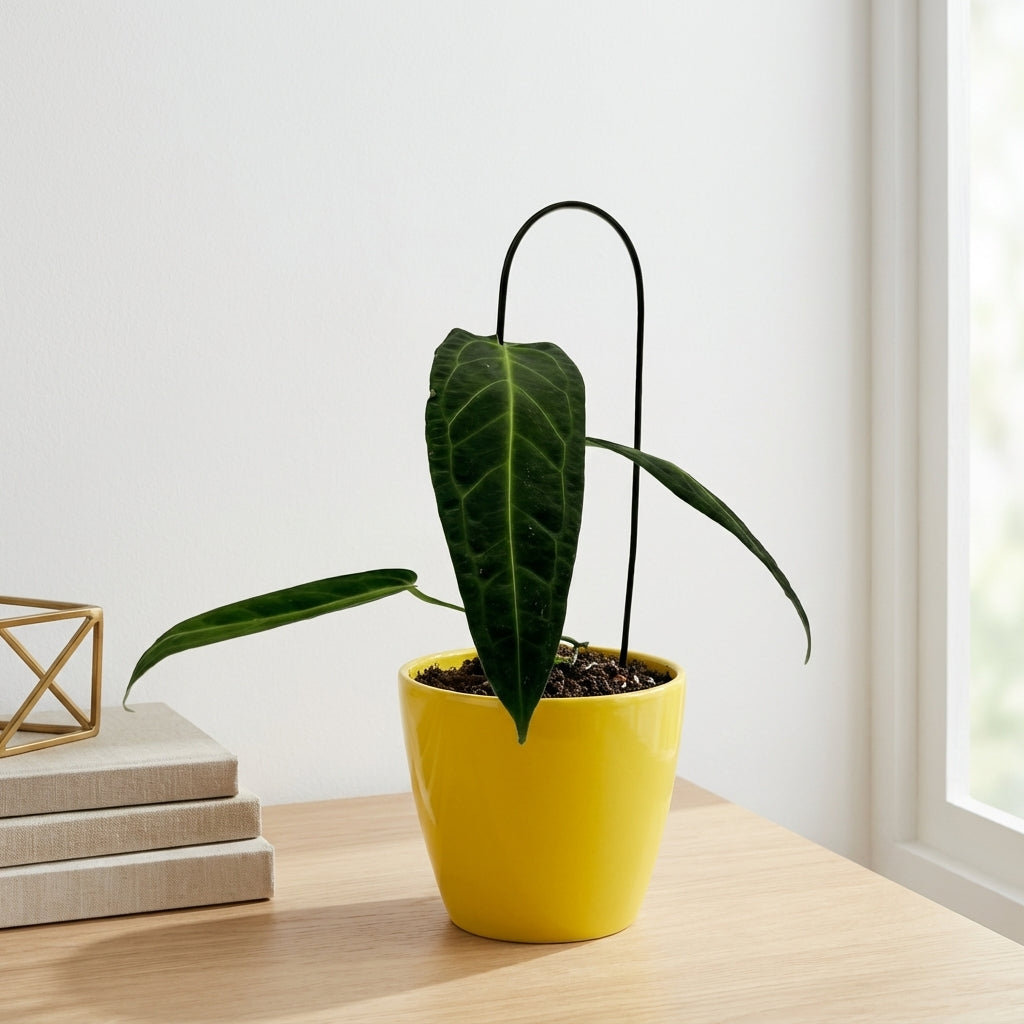 אנטוריום וורקואנום