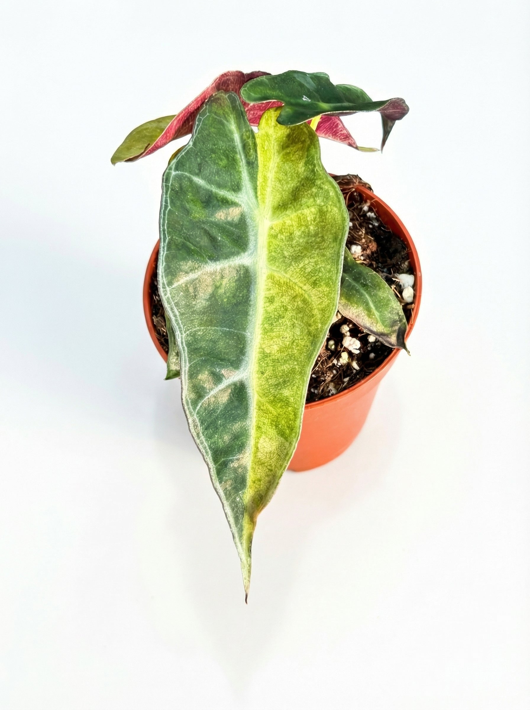 אלוקסיה פולי אוריאה | בייבי מבצע-1-nan.png.png