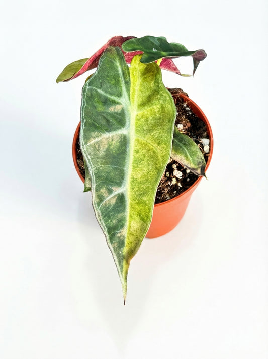 אלוקסיה פולי אוריאה | בייבי מבצע-1-nan.png.png