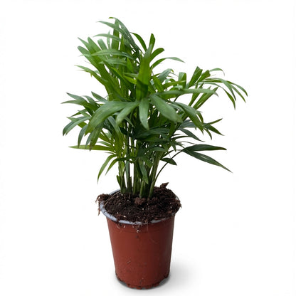 כמדוריאה קטן