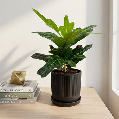 קרוטון אקסלנט