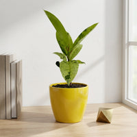 כד קרמיקה חלק צהוב קוטר 13