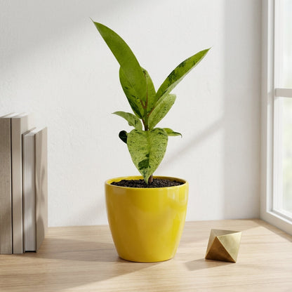 פיקוס מונשיין