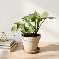 כד טרקוטה בהיר קוטר 16 + תחתית