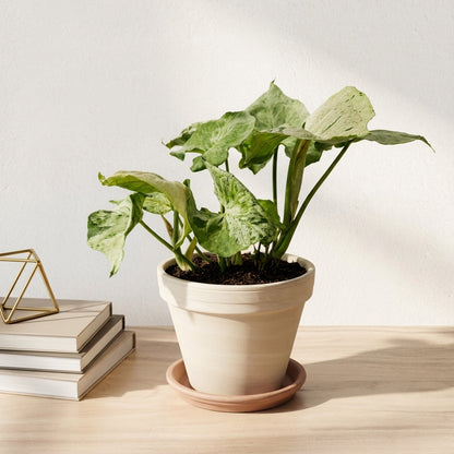 סינגוניום גריי גוסט