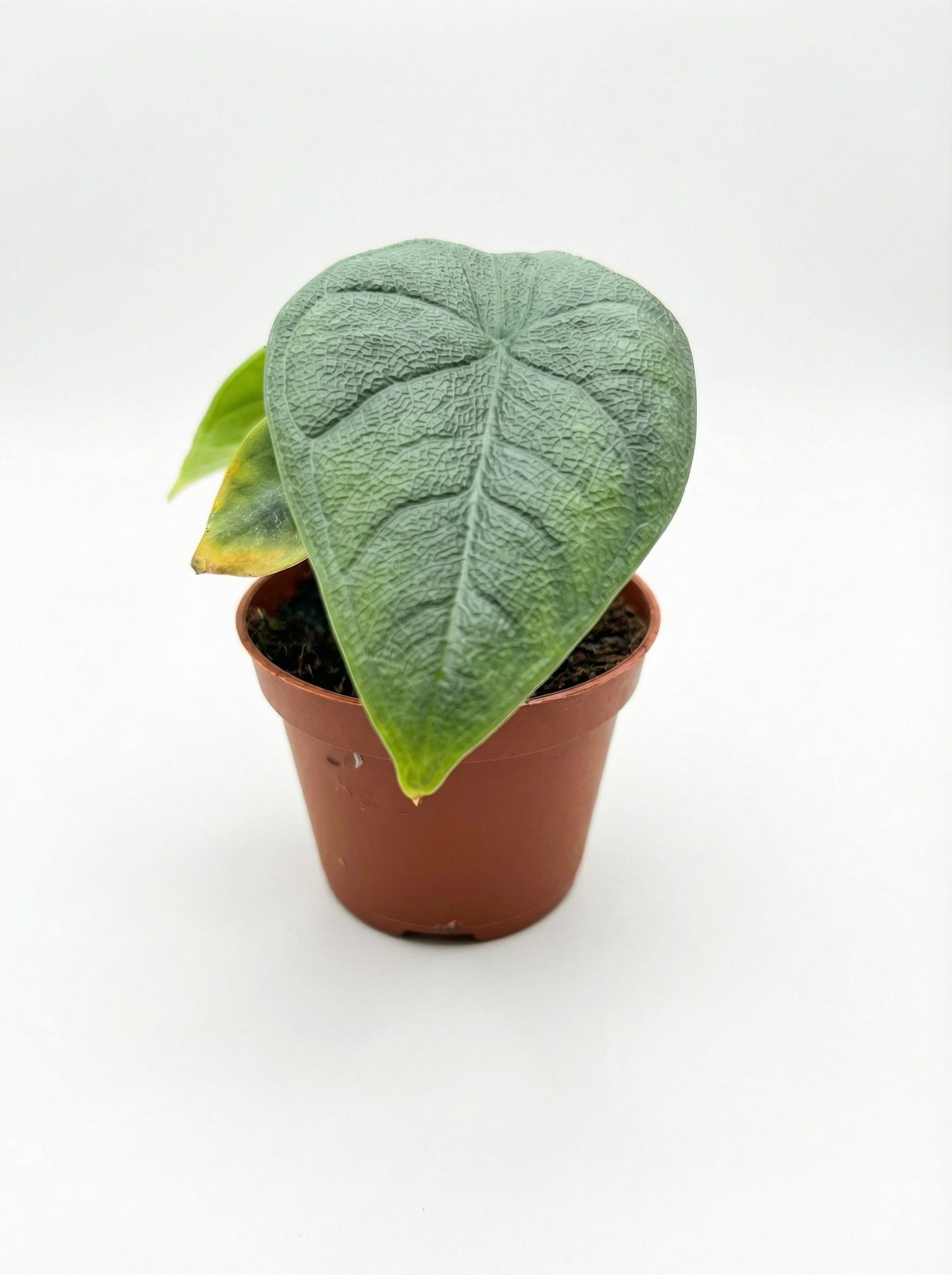 אלוקסיה מלו | בייבי-1-nan.png.png