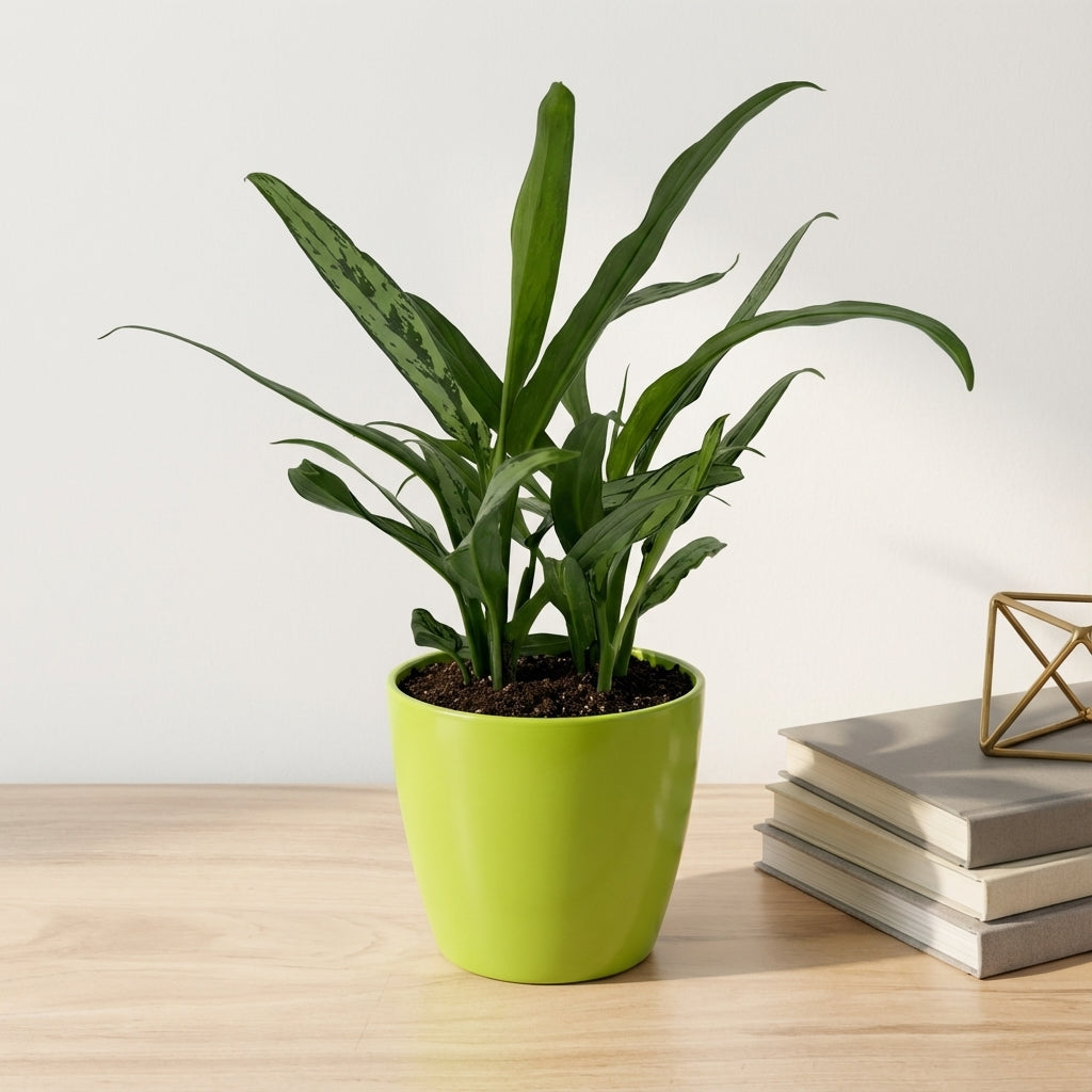 אגלונמה עלה צר