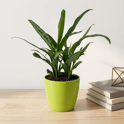 אגלונמה עלה צר