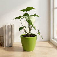 כד קרמיקה חלק ירוק קוטר 13